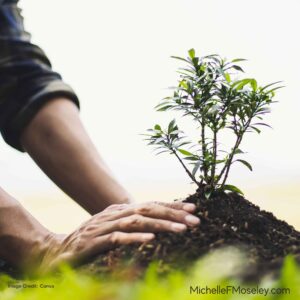 A plant is being cared for and growing in the same way a survivor of religious trauma can heal through counseling.