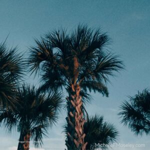 Florida palm trees, representing the counseling and therapy services offered throughout the state of Florida.