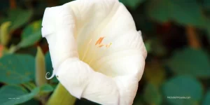 Image of a white lily to demonstrate special considerations in working with those who have experience religious trauma and been harmed by abuses of power.  